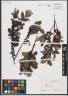 Foto von Salix L.